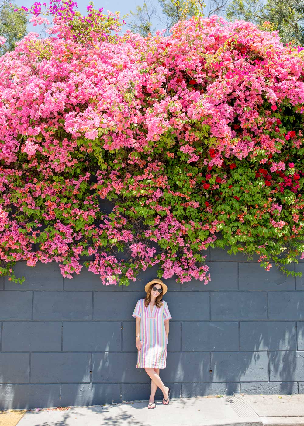 Blogger Bougainvillea