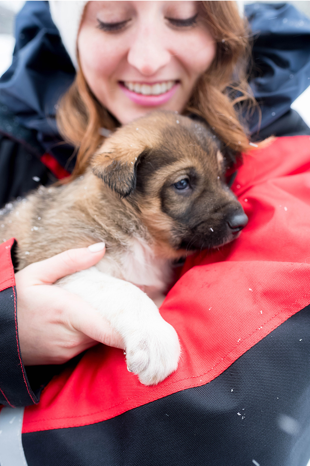 Finland Husky Puppy