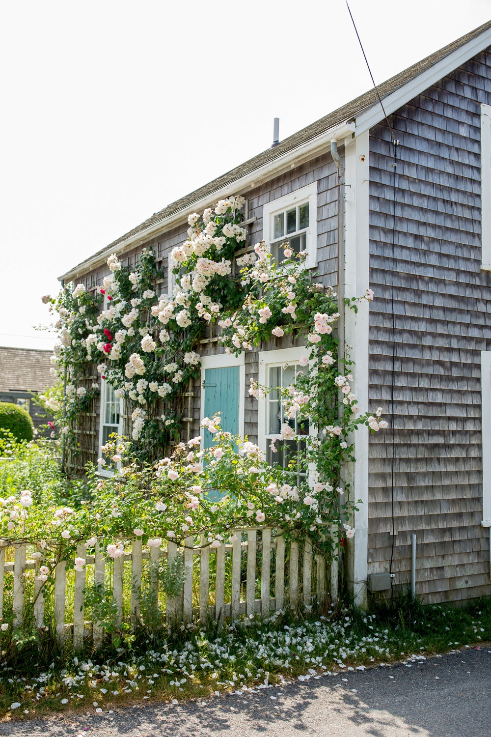 Cutest Homes Nantucket Flowers
