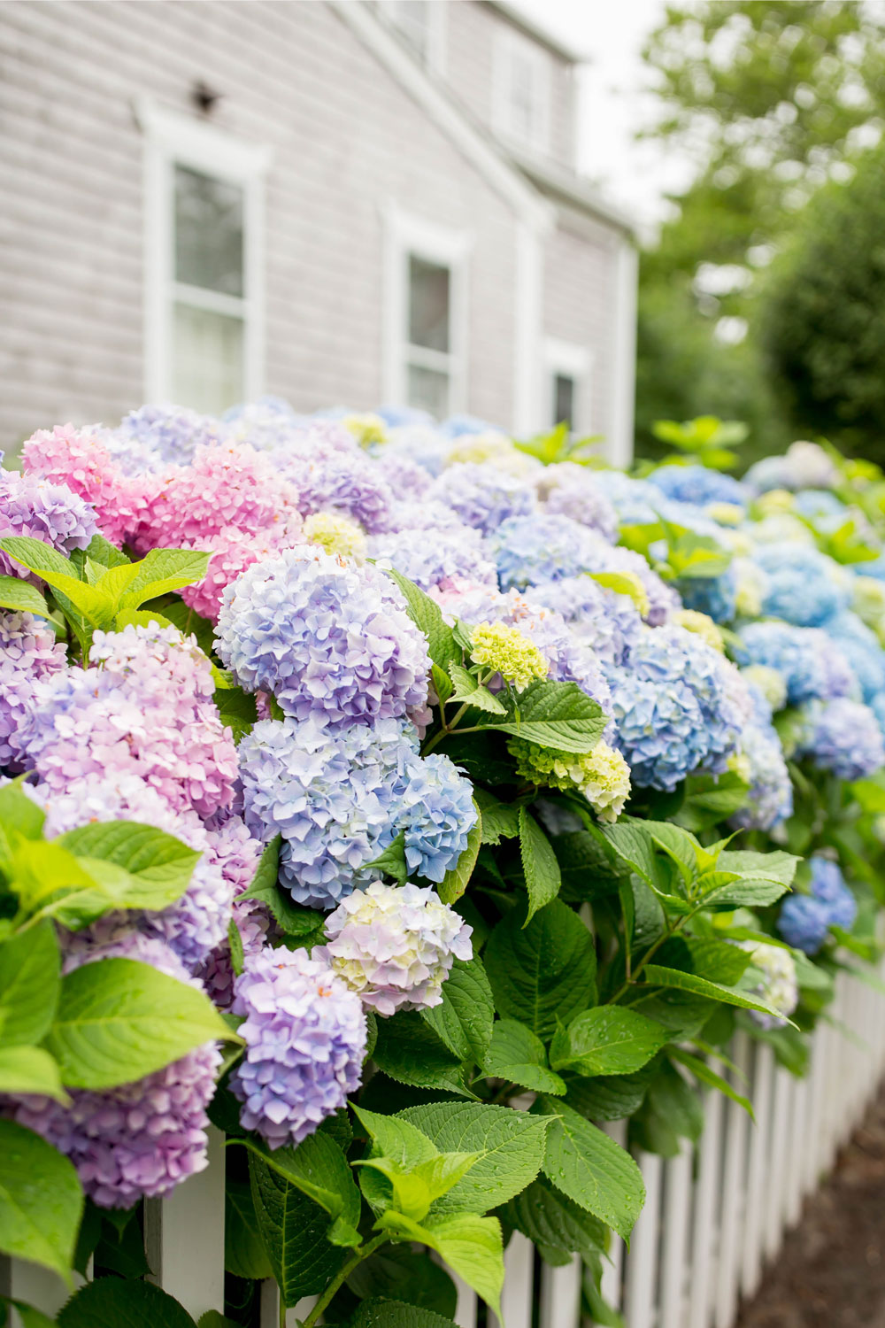 Nantucket Best Hydrangea