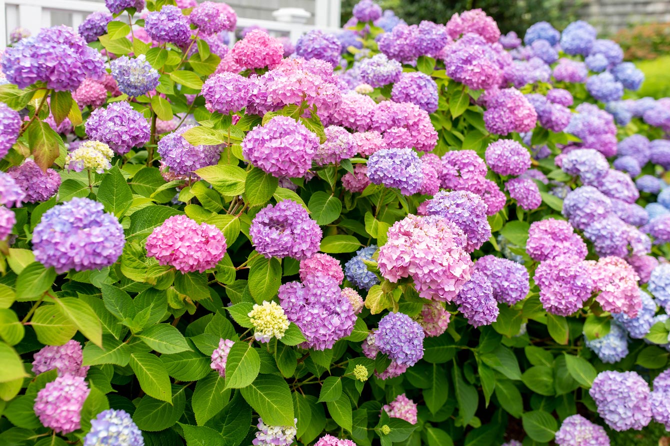 Nantucket Purple Hydrangea