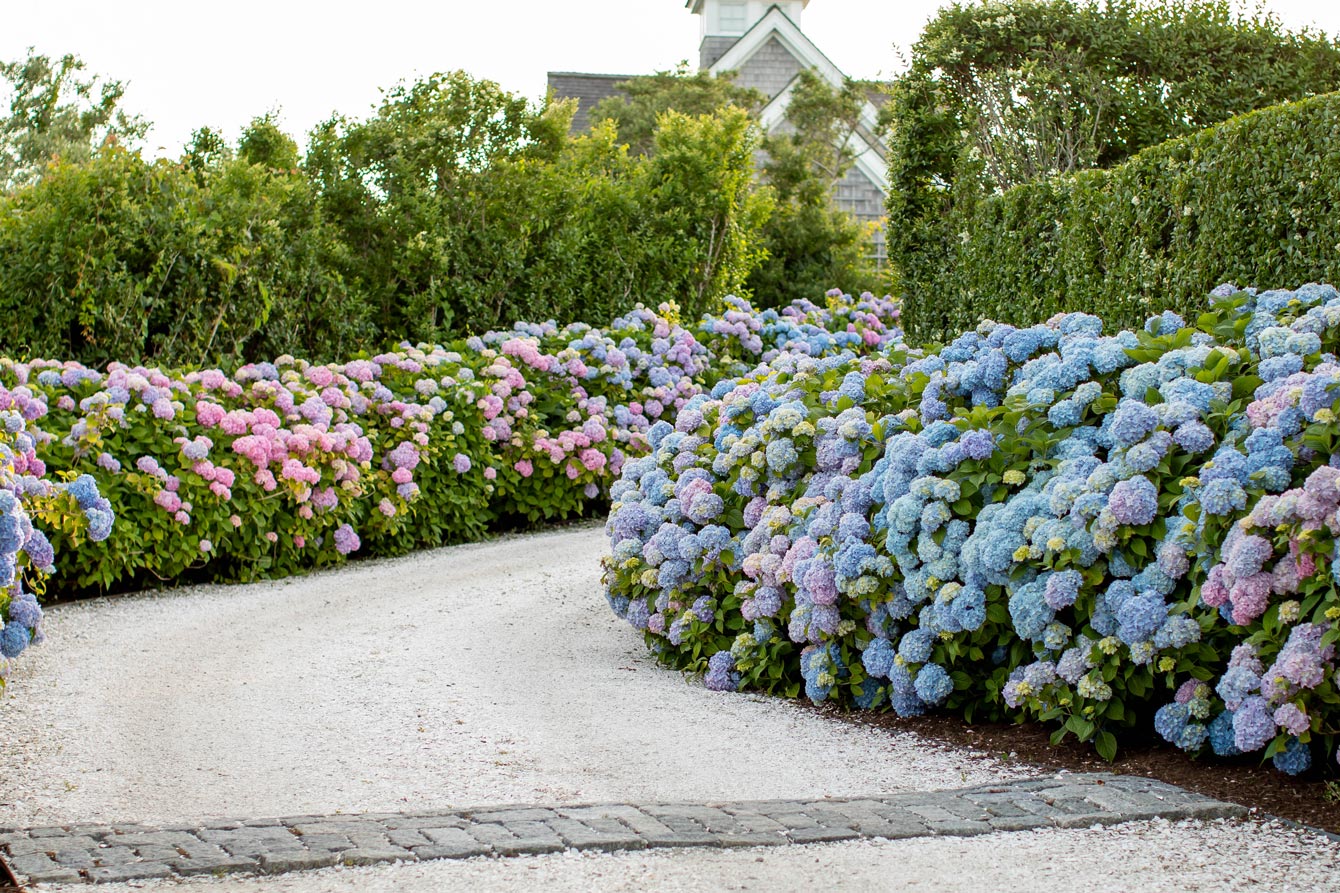 Nantucket Hydrangea