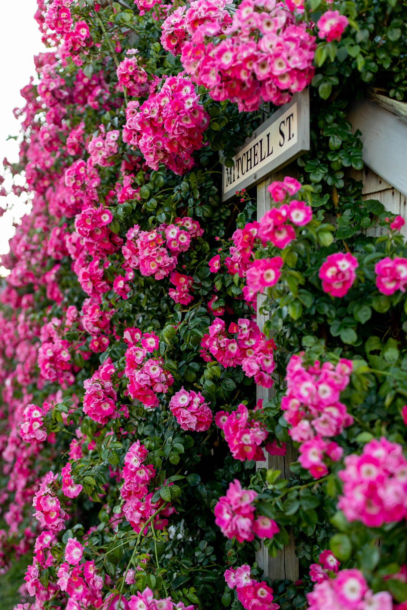 Sconset Rose Covered Cottages