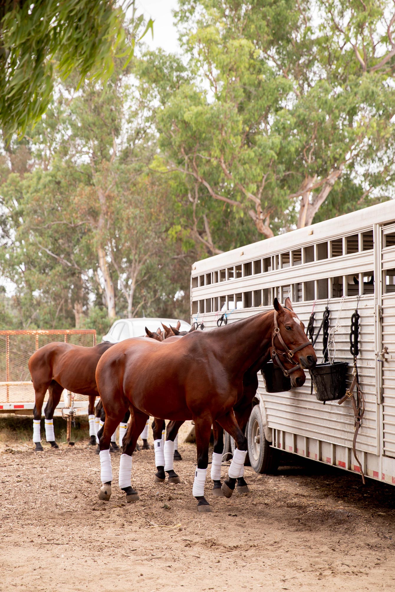 Veuve Clicquot Polo Classic Horses