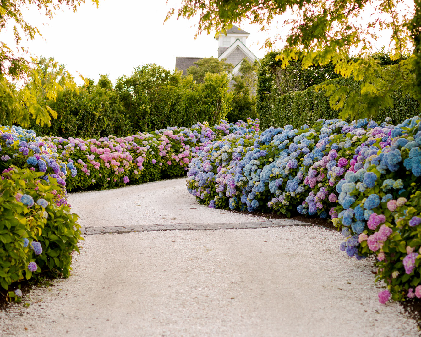 Nantucket Hydrangea