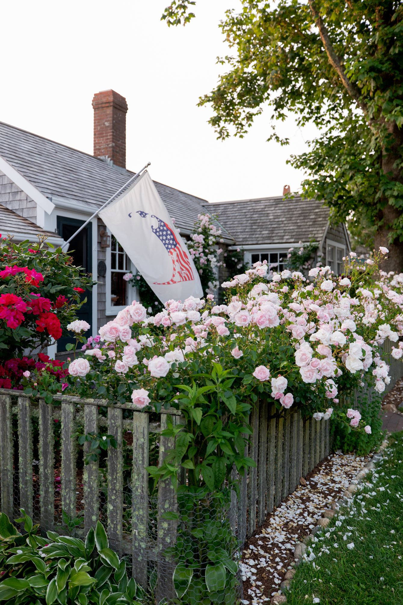 Rose Buches Nantucket