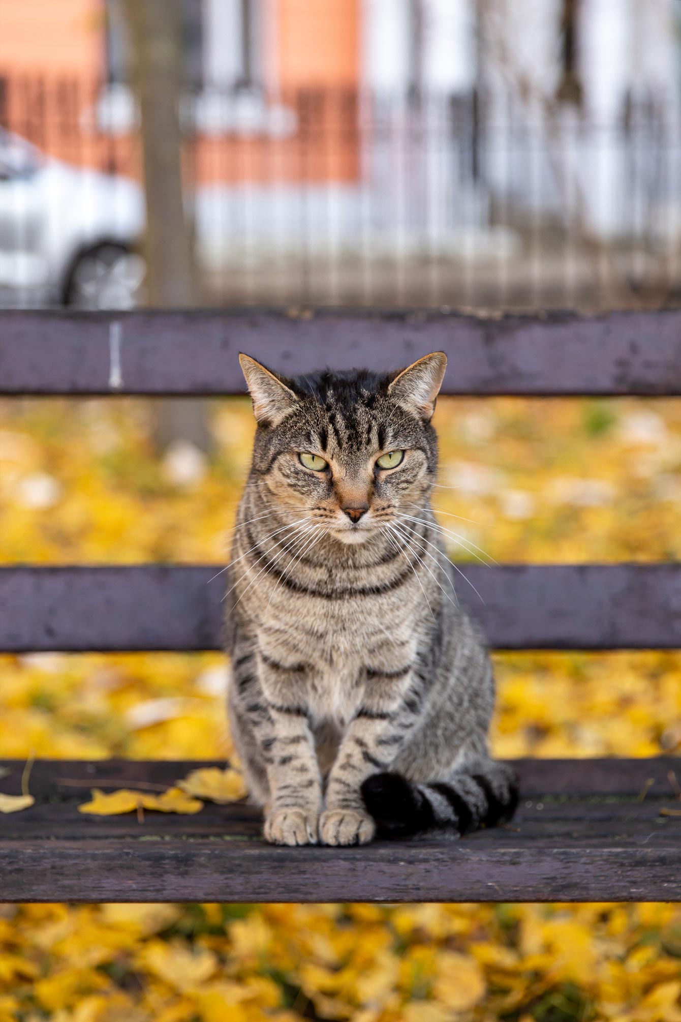 Jennifer Lake London Cat