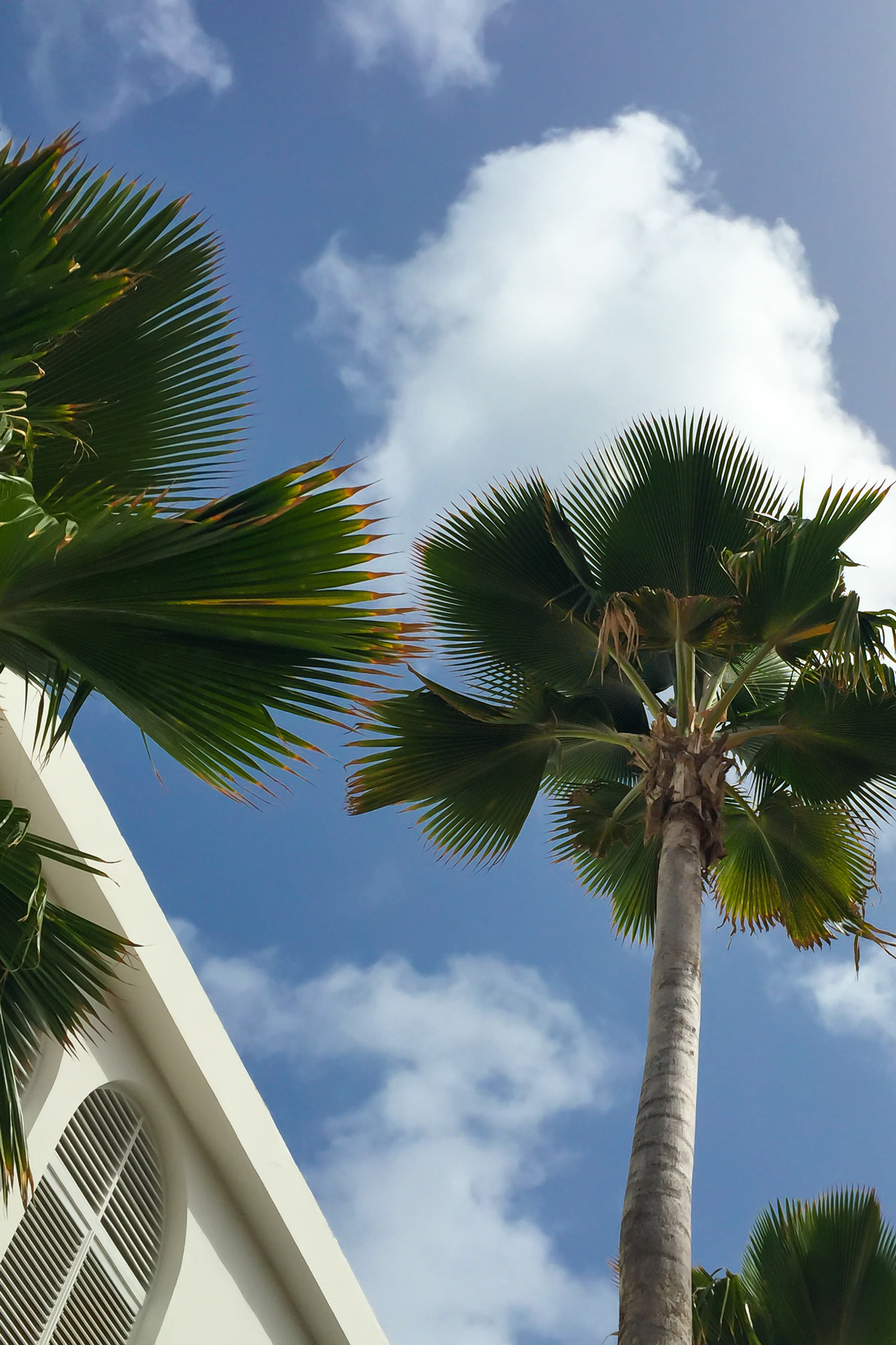 Anguilla Palm Trees