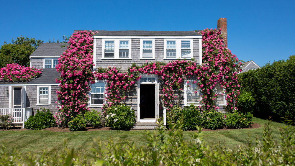 Jennifer Lake Free Zoom Backgrounds Nantucket Flower Home