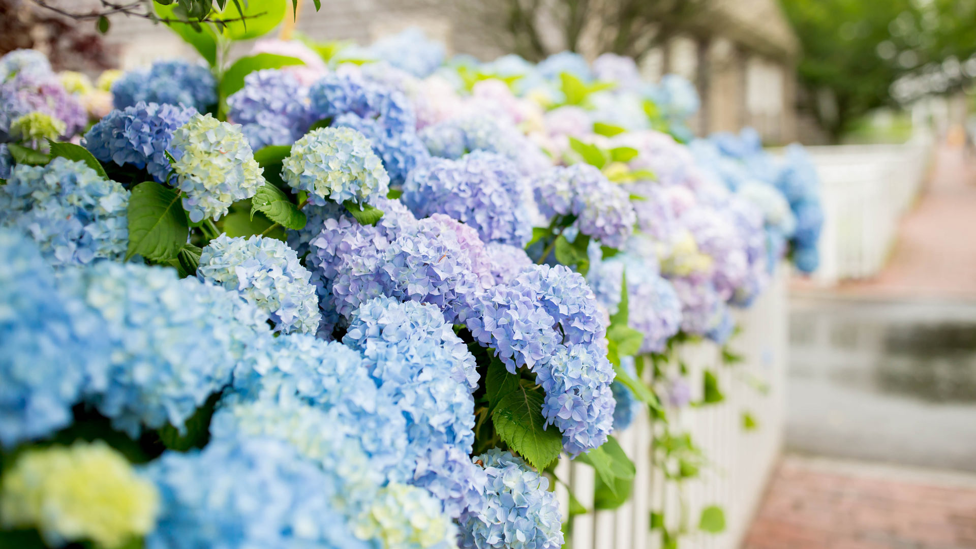 Jennifer Lake Zoom Background Nantucket Hydrangea 02