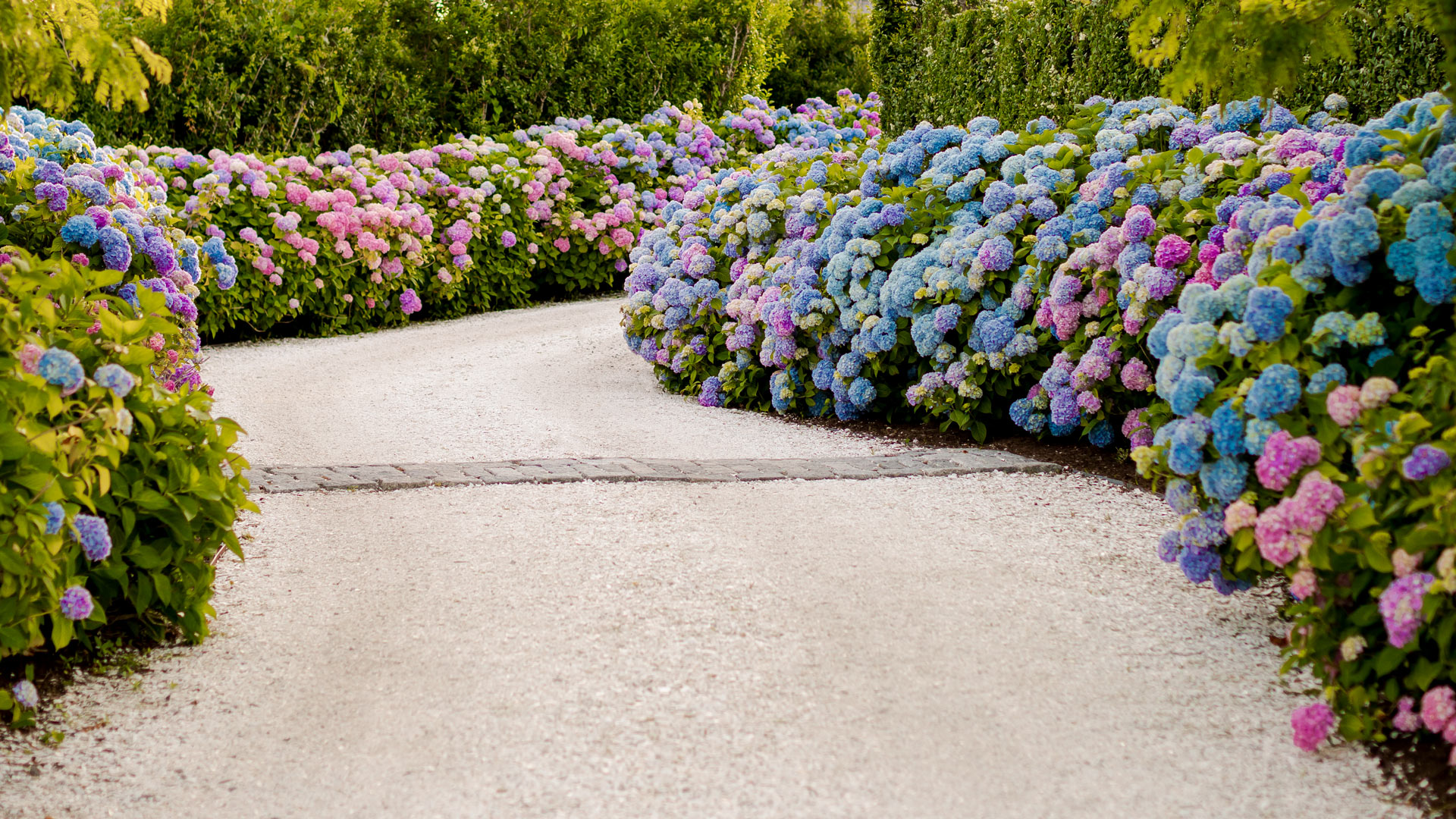 Jennifer Lake Zoom Background Nantucket Hydrangea