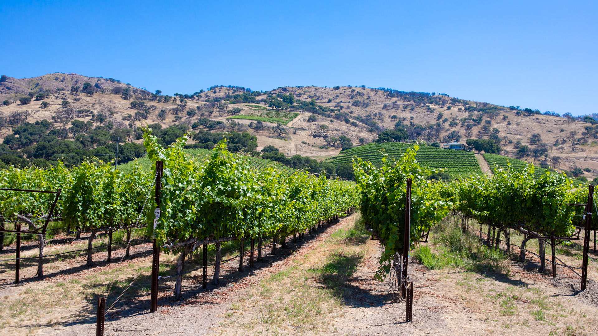 Jennifer Lake Free Zoom Backgrounds Napa Valley