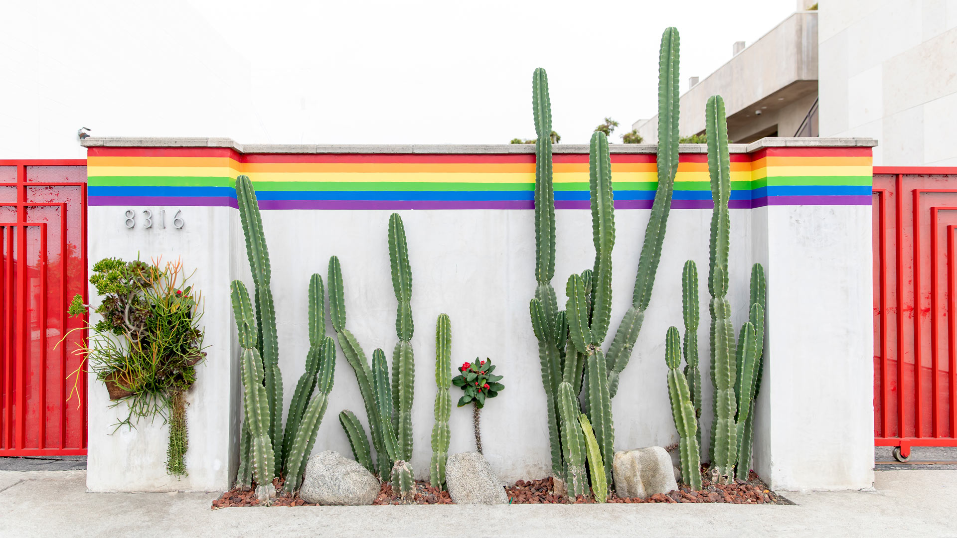 Jennifer Lake Zoom Background Rainbow Cactus Los Angeles