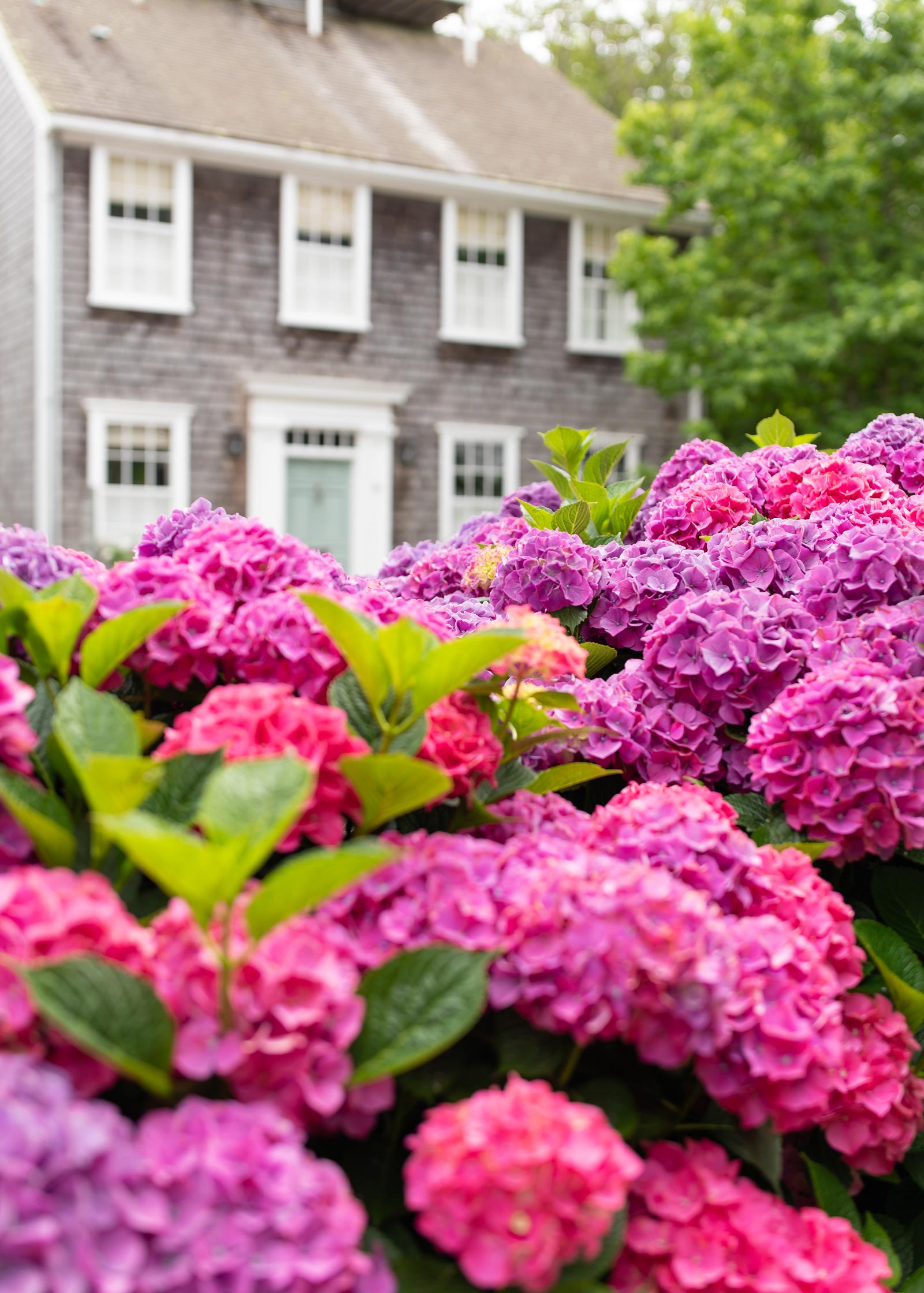 Nantucket Red Hydrangea