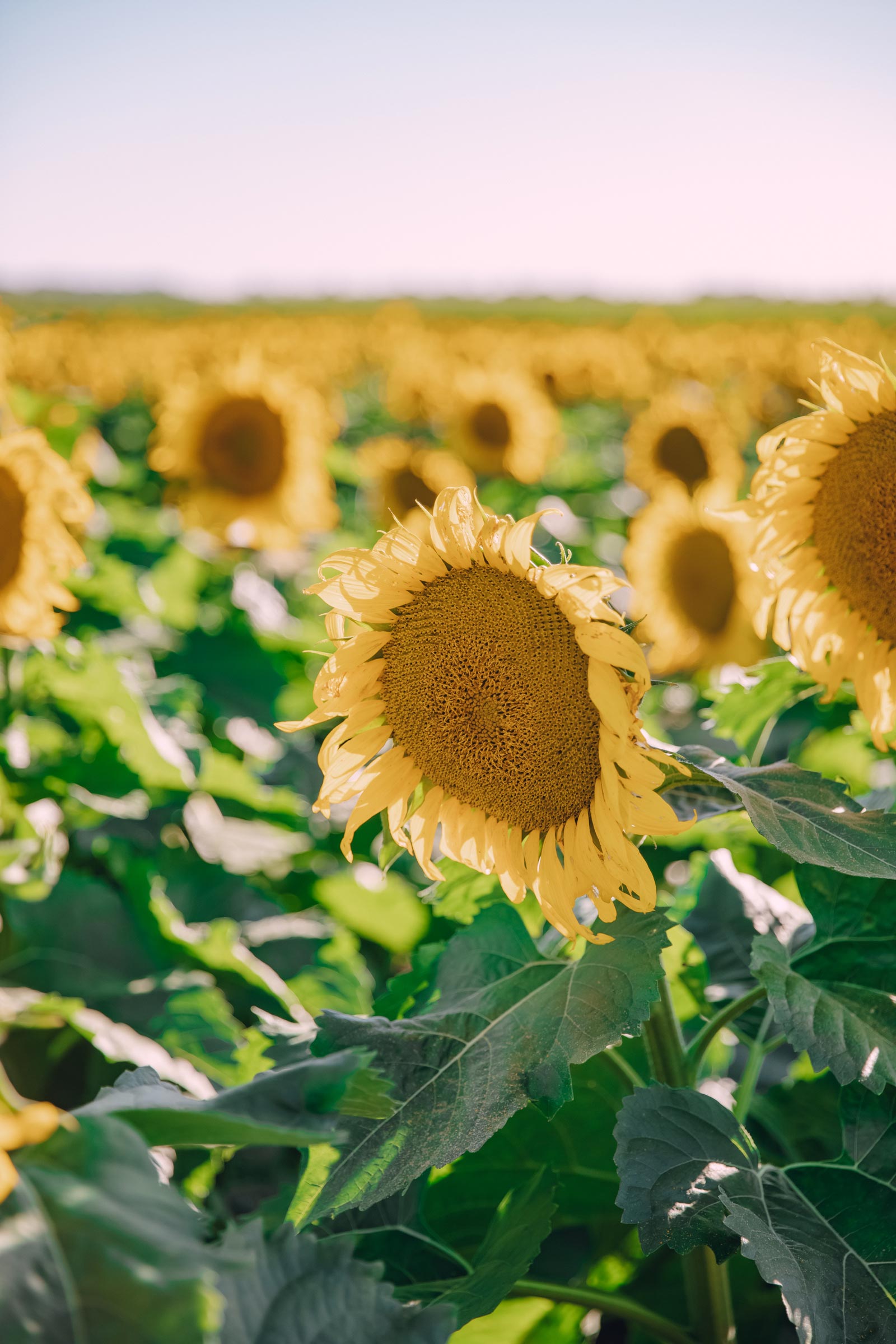 illinois lake county sunflower farm