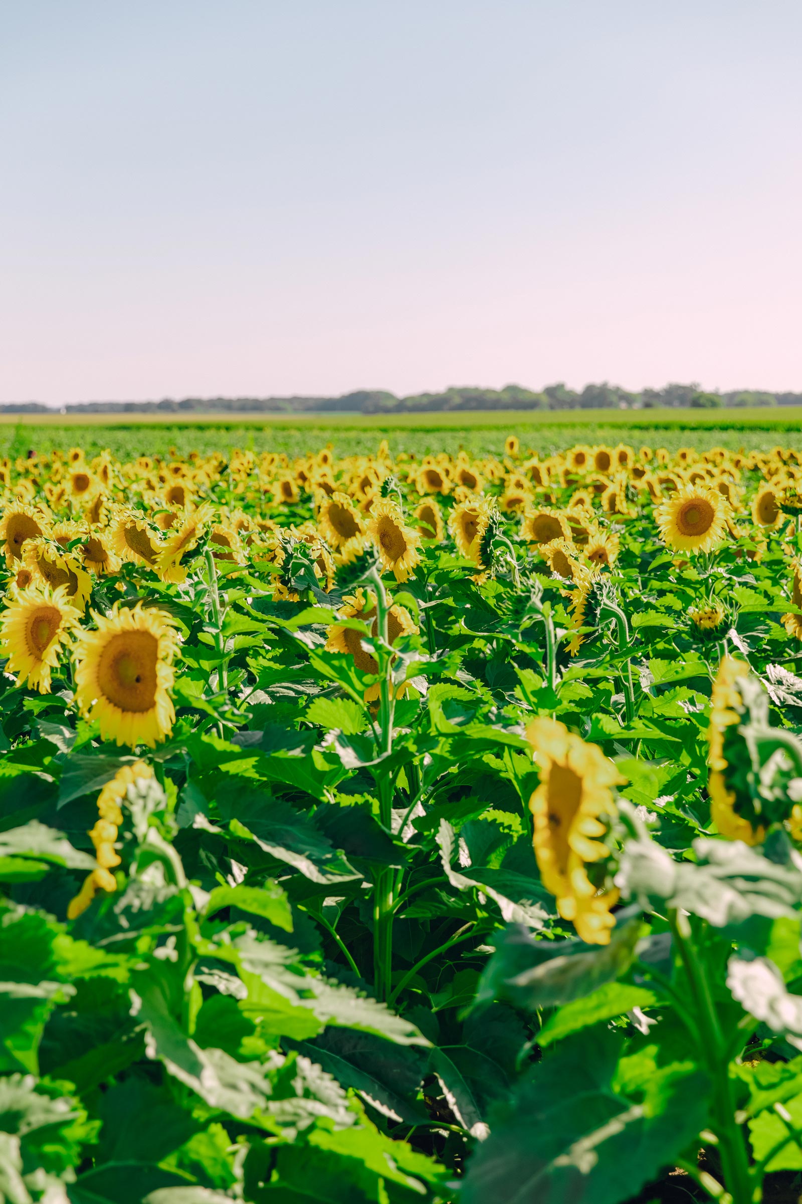 sunflower field illinois