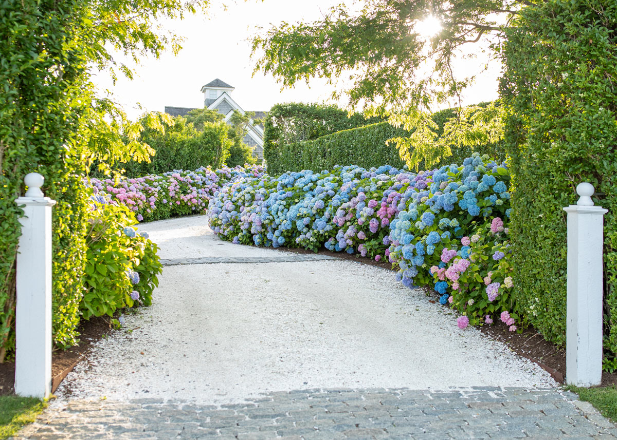 Nantucket Hydrangea Driveway