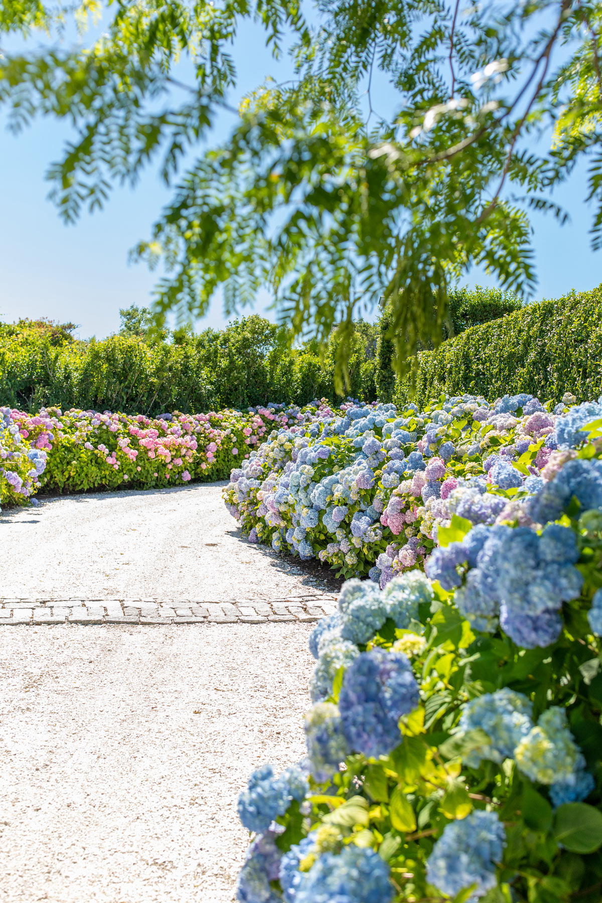 Nantucket Hydrangea Driveway 