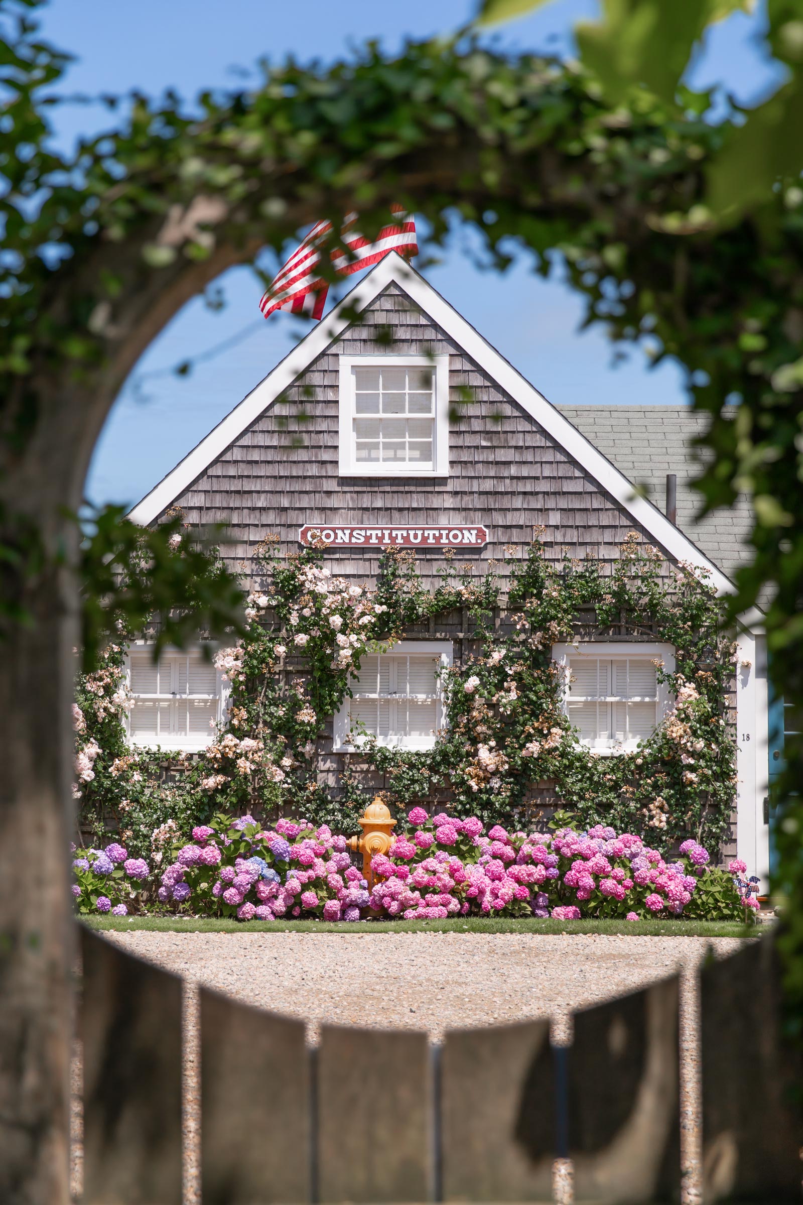 Nantucket Constitution Hydrangea